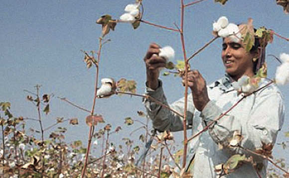 Nearly a quarter of the world's cotton is produced under the Better Cotton Standard, which aims to bring about environmental, social and economic benefits  