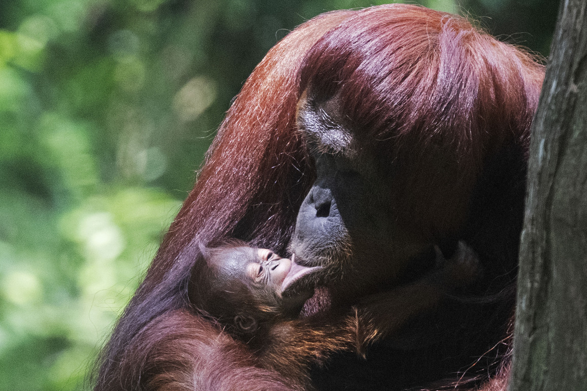 SINGAPORE-ZOO-NEWBORN BORNEAN ORANGUTAN
