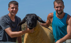 Switching to pedigree flock pays off for Suffolk breeder