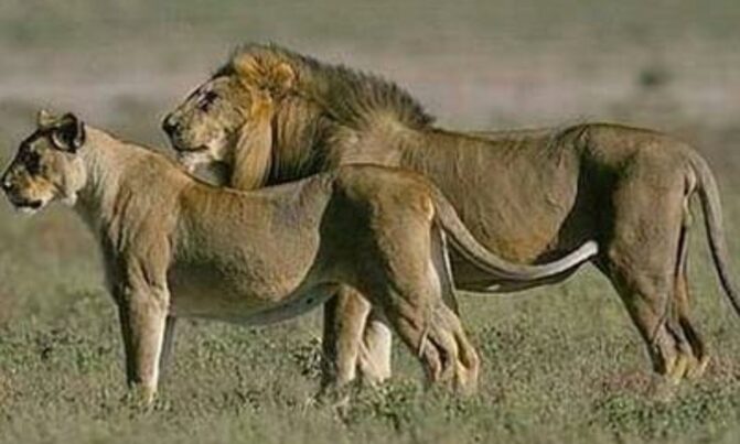 West African lion threatened with extinction-study West African lion threatened with extinction-study