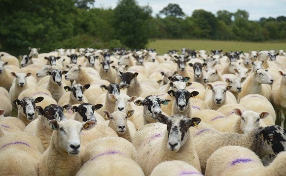 SHEEP SPECIAL: Test and vaccinate for enzootic abortion