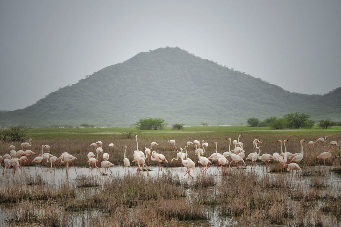 Gujarat: Foreign tourists from over 52 countries regularly visit Chhari-Dhandh to take glimpse of its rich diversity