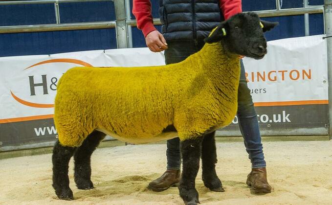 Dark Diamonds Suffolks peak at 17,000gns