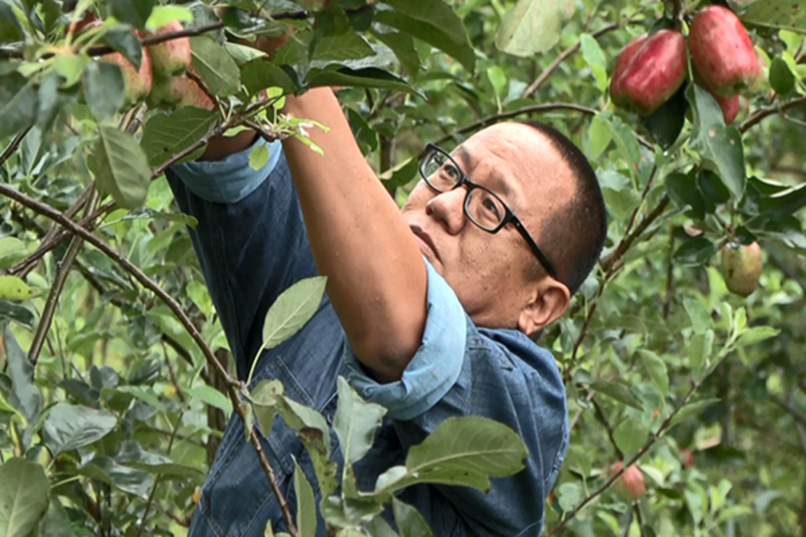 Manipur farmers find sweet success in apples