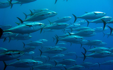  Carrefour and Pacific Island Tuna among eight new firms backing Tuna Transparency Pledge 