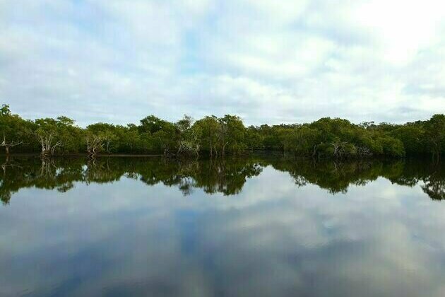 From surprise platypus to wandering cane toads, here's what we found hiding in NSW estuaries