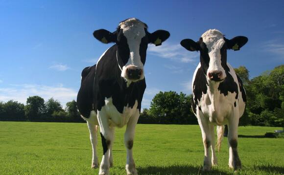 The climate impact of butter is higher in large part due cow's methane-heavy farts