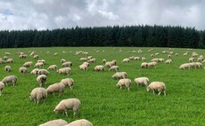 Pushing boundaries on Welsh hill farm   