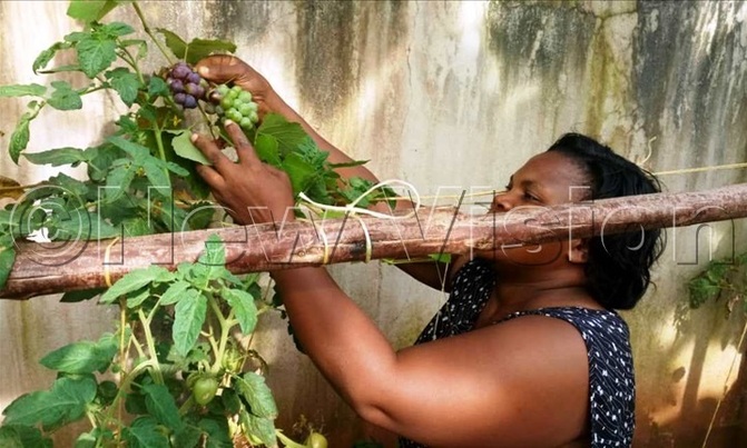 Lockdown forced Nakanwagi into urban farming Lockdown forced Nakanwagi into urban farming