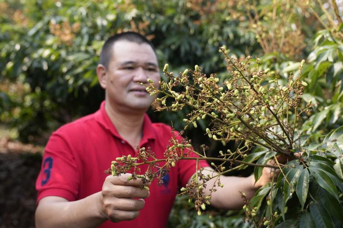 Lychee industry takes root in south China's Hainan