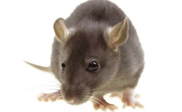 Control rats in spring or risk an autumn infestation