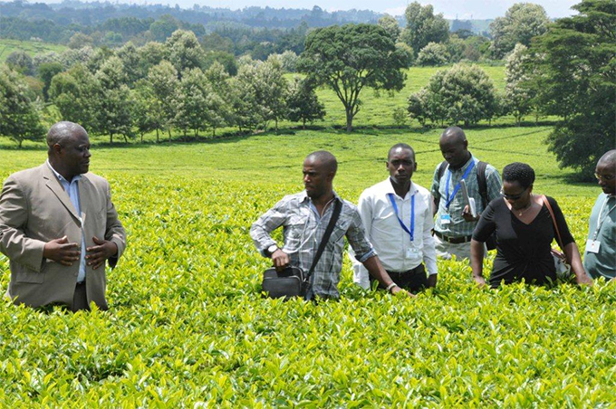   gandan farmers visiting tea farms in enya on a previous visit hey will visit dairy farms this time round 