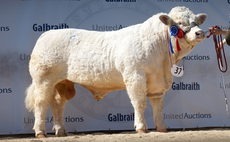 Averages up for all breeds at Stirling bull sale