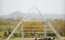 Fallow year for Glastonbury gives cows chance to 'reclaim their land'