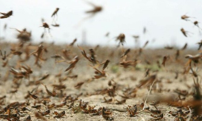 Destructive locust swarms arrive in Uganda Destructive locust swarms arrive in Uganda