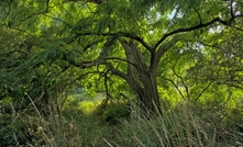 Old black locust tree with sunny spring leaves in Bourgoyen nature reserve, Ghent, Flanders, Belgium. Photo: kristof lauwers / Shutterstock