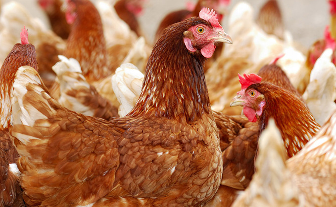 What you need to know about bird flu