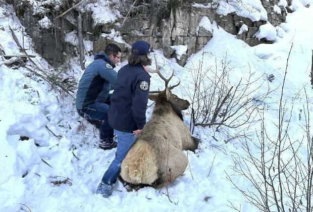 Colorado wildlife officials rescue elk tangled on ice climbing route