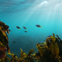 AUSTRALIA-TROPICAL FISH-MIGRATION-RESEARCH