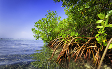 Grosvenor completes first carbon credit purchase from Terraformation mangrove project