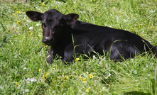 When to castrate beef calves