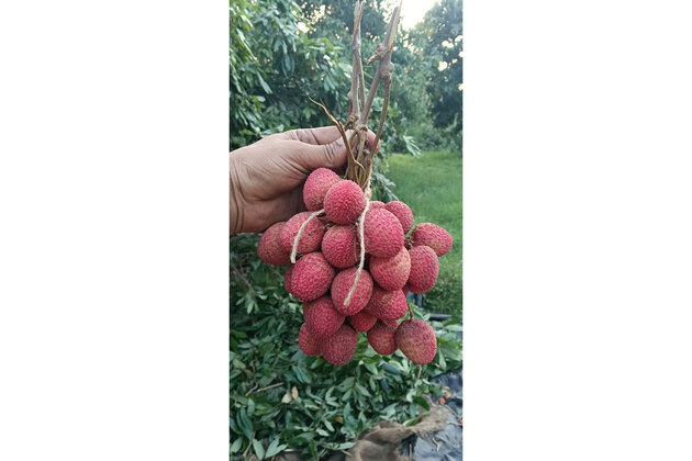 Piyush Goyal hails export of Punjab's first Litchi consignments to Oman