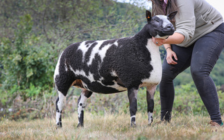 Auction mart sales round-up: Whatmore leads Welshpool Dutch Spotted; Hot competition at Darlington young handlers event;  Breeding sheep in demand at J36