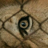 Queensland's horrific lion attack shows wild animals should not be kept for our amusement