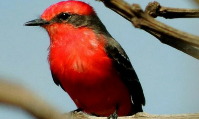 Researchers solve mystery of red color in birds Researchers solve mystery of red color in birds