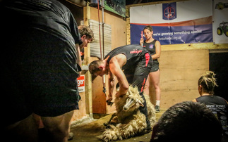 Welsh shearer achieves new British Shearing Record