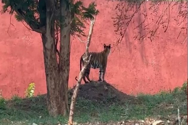 Andhra Pradesh: Two more tigers die in Indira Gandhi Zoological Park of Visakhapatnam