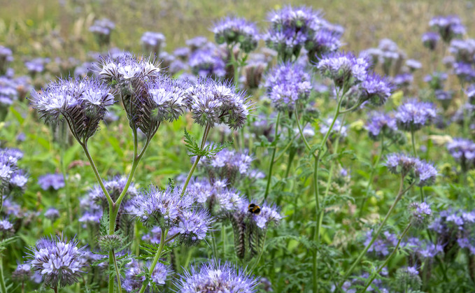 How one Staffordshire grower farms with biology at the centre