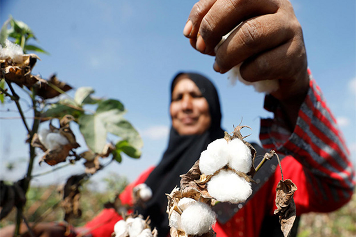 Pakistan's cotton crisis deepens amid policy failures and seed quality concerns