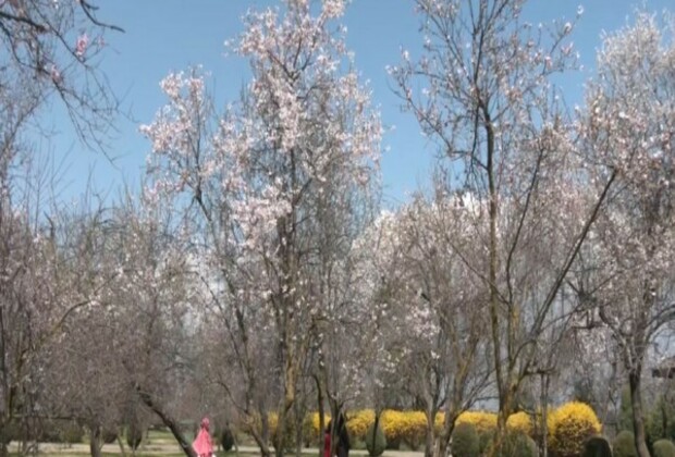 J-K: Almond blossoms draws tourists in Srinagar's Badamwari Garden