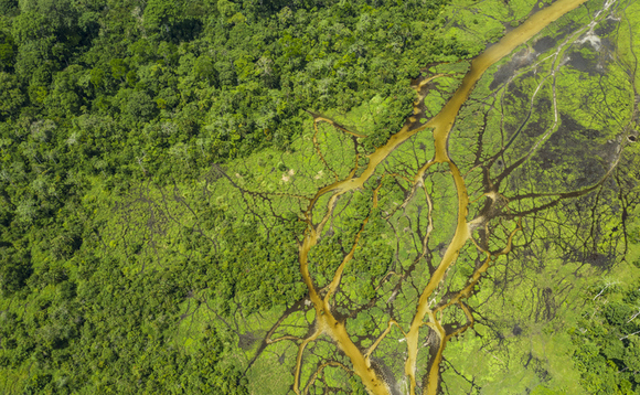 Study: Protecting tropical forests could save pharmaceutical industry up to $1.2tr