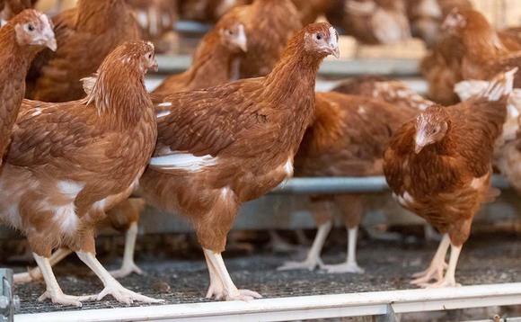 Processed animal protein feed for UK pig and poultry producers 'highly unlikely'