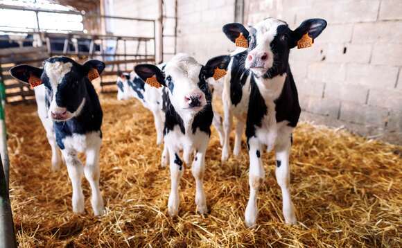 Virbac confirms immediate UK availability of BTV8 bluetongue vaccine
