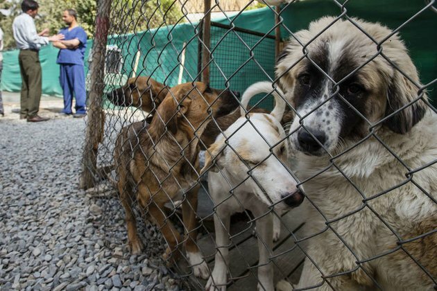 Service dogs LEFT FOR DEAD in Kabul by departing US troops reports