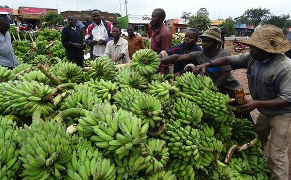 Abamu ku basuubuzi nga bakungaanya embidde mu kifo ky'amatooke ge battikanga. Abamu ku basuubuzi nga bakungaanya embidde mu kifo ky'amatooke ge battikanga.