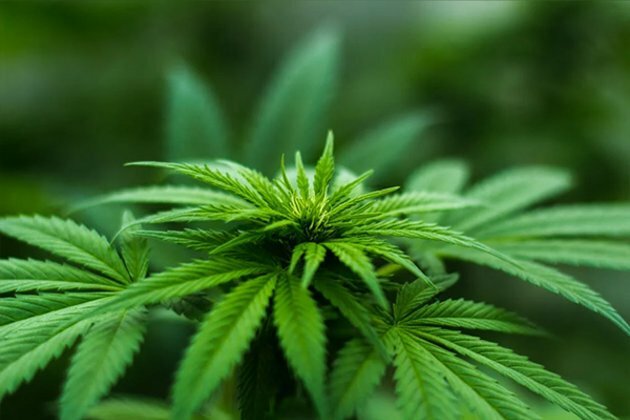 Medical cannabis could be better alternative to opioids in managing pain: Study
