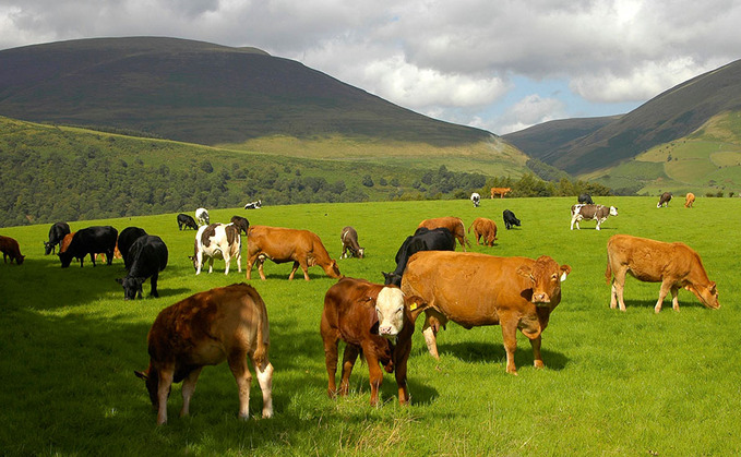 Health risk management in suckler herds