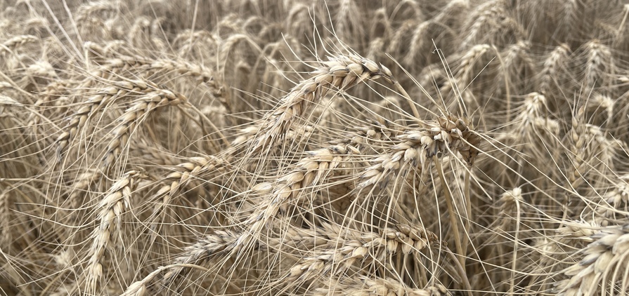 Wheat prices aren't very exciting, but analysts predict there could be opportunities ahead.
