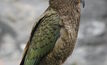 Kea building its nest
