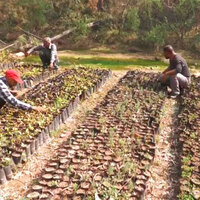 Green Udhampur Initiative: J-K forest department launches massive reforestation drive