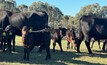 Contract breeding has been a mutually beneficial enterprise for the Howard family from Tarcutta in southern New South Wales and the stud they breed for. 