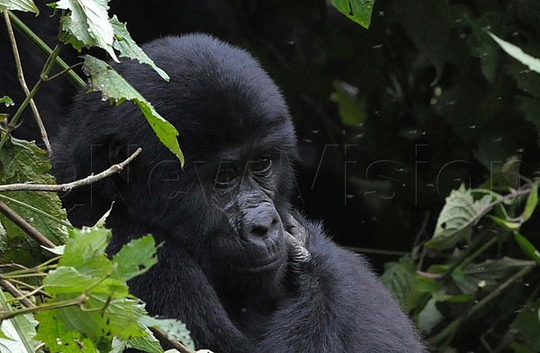 Infant gorillas stay close to their mothers for the first six months and nurse for about three years
