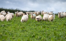 Vaccination best line of defence against bluetongue, vet advises 