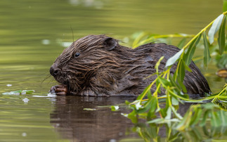 'Landmark event' as beavers released into England's wild