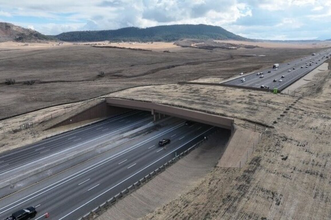 CO wildlife crossings have reduced vehicle collisions by 90% 