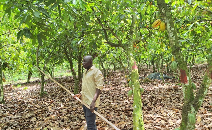 Abdramane Ouedraogo in his cocoa farm | Credit: Cecilia Keating